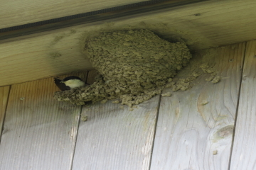 House Martin Extension